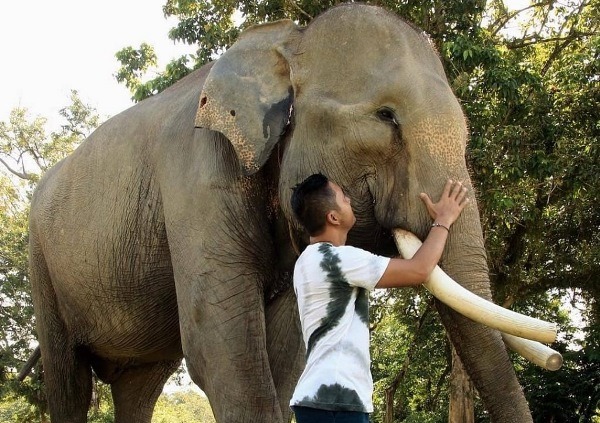 Gajah Seblat Terancam