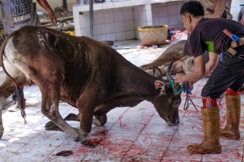 Pemotongan Sapi Harus Miliki SPPL