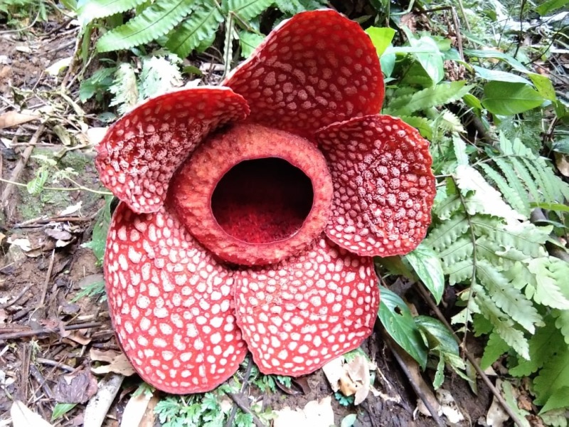 Rafflesia Gadutensis Kembali Mekar