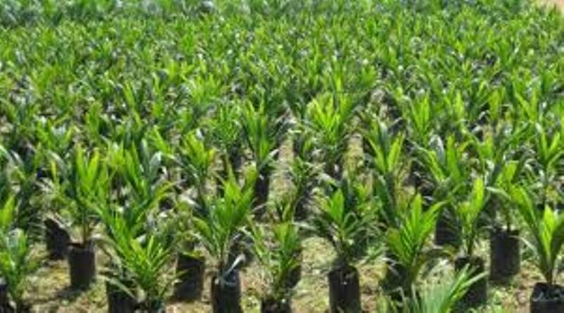 Program Replanting Baru 150 Hektar