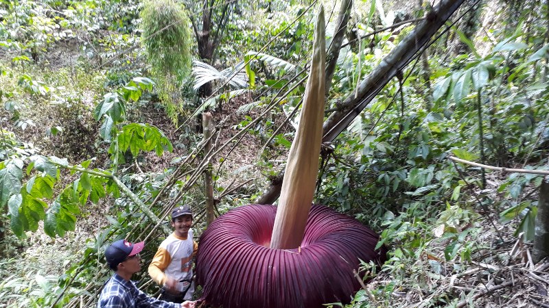 Bunga Bangkai Mekar