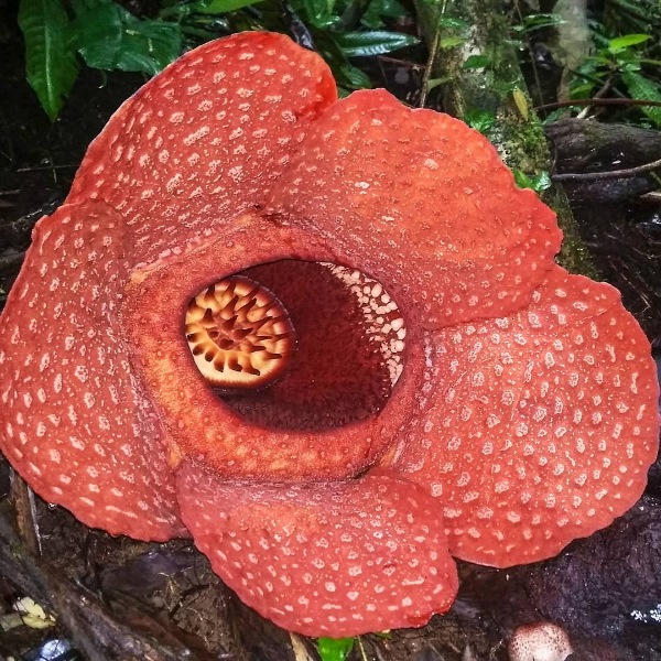 12 Rafflesia Gadutensis Mekar