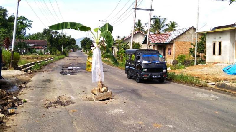 Warga Tanam Pohon  Pisang di Tengah Jalan