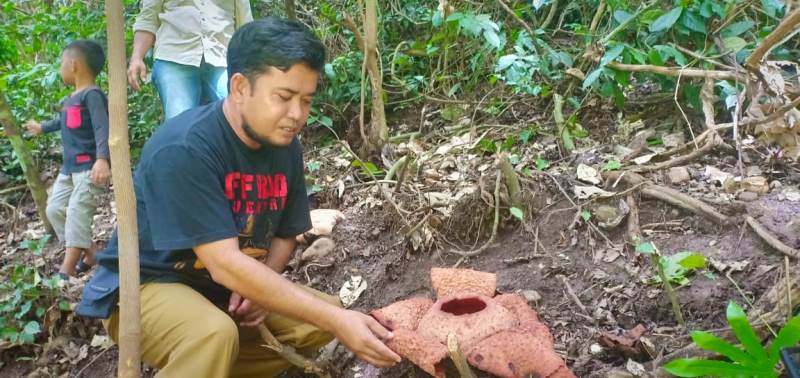 Undang Ahli Bunga Rafflesia