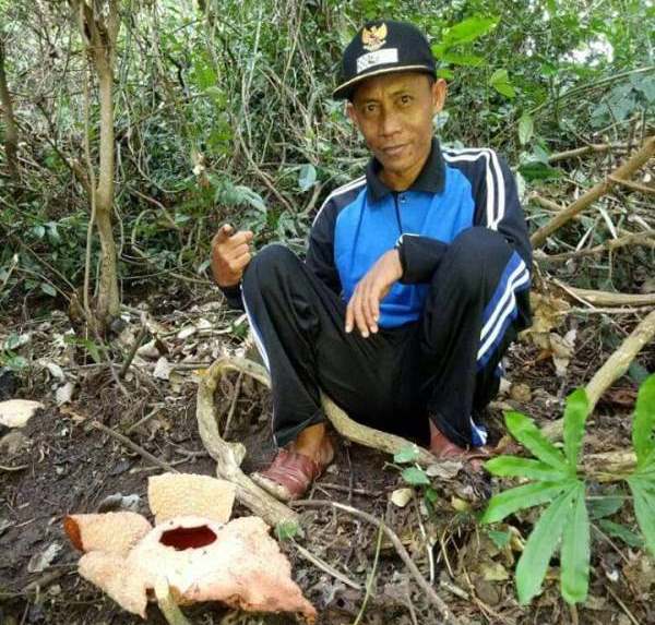 Rafflesia Mekar di Pinggir Sawah