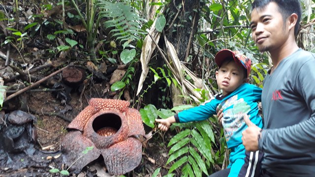 Rejang Lebong Juga Habitat Rafflesia