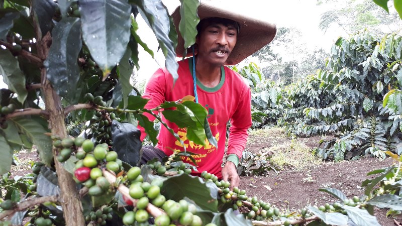 Petani Beralih ke Kopi Arabika