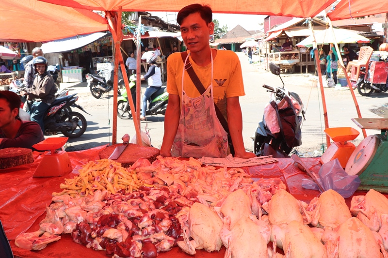 Harga Ayam Kembali Normal