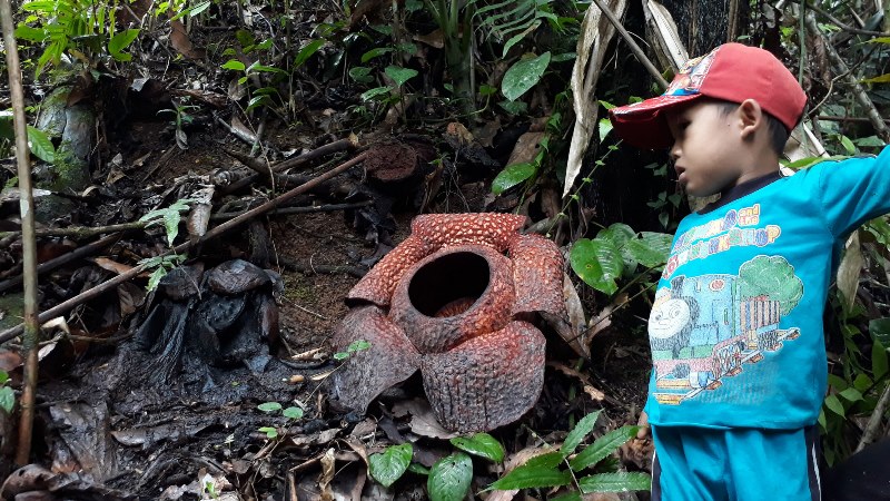 Rafflesia Mekar di Kampung Melayu