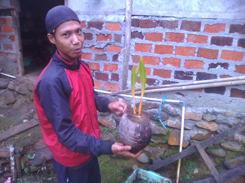 Heboh, Kelapa Bercabang Dua