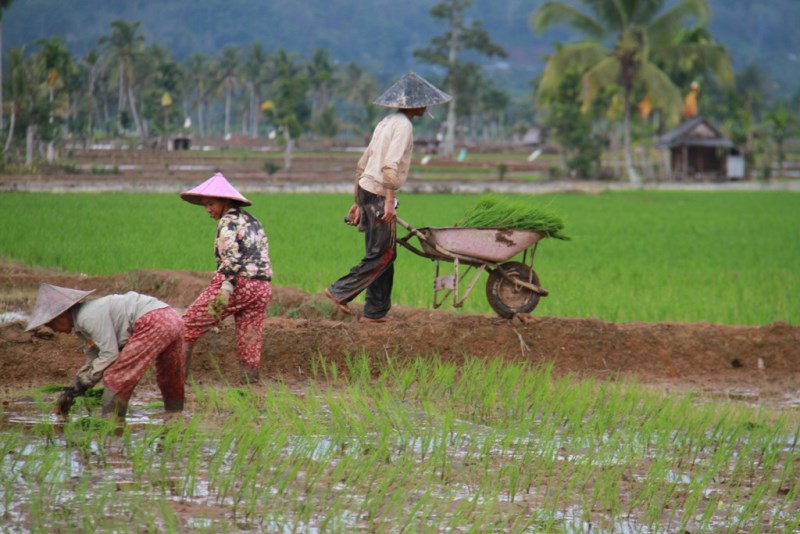 Pastikan Pupuk Bersubsidi Tersedia