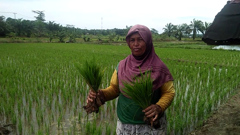 Berharap Hujan Turun Normal