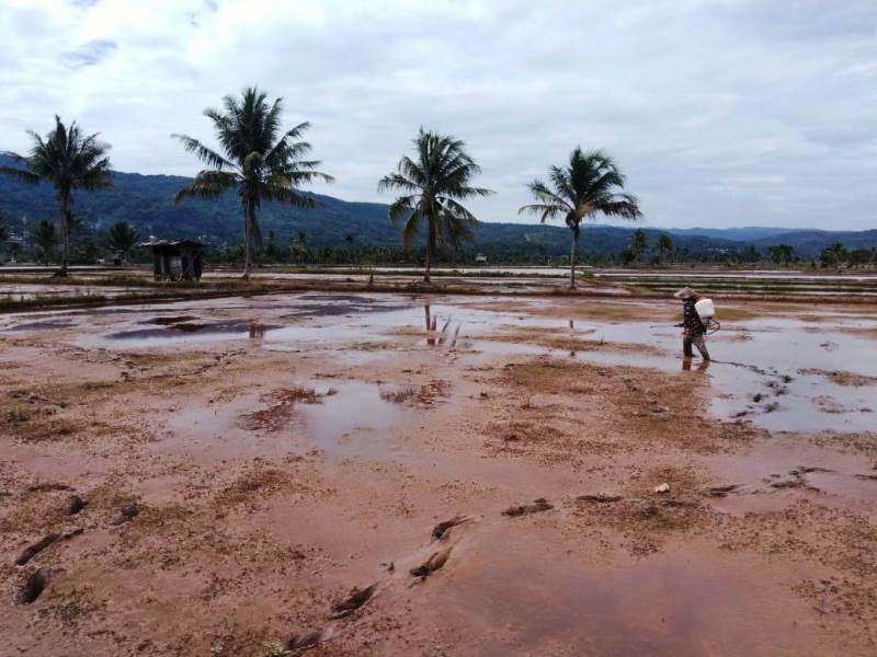 Ternak Jangan Berkeliaran di Sawah