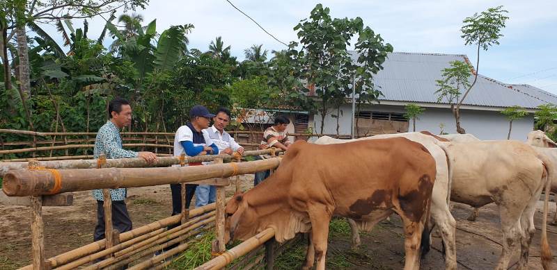 Mulai Kembangkan Sapi Bahman Cross