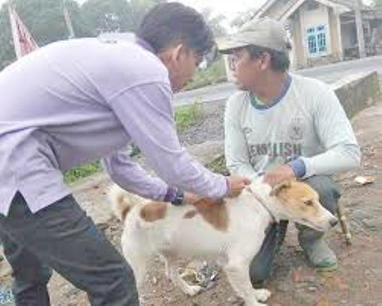 Vaksinasi Rabies Rampung