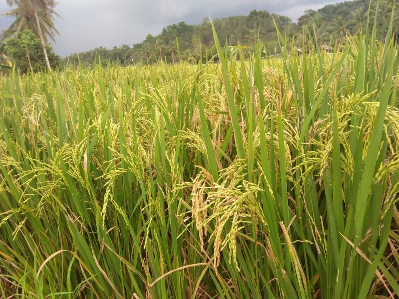 Puluhan Hektar Sawah Gagal Panen