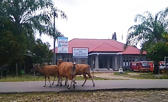 Dewan Dukung Revisi Perda Ternak