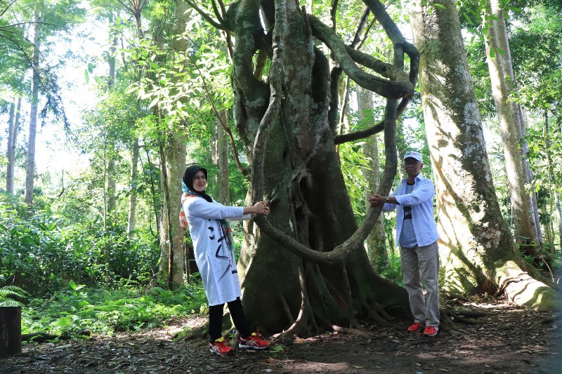 Pengunjung Hutan, Madapi Meningkat