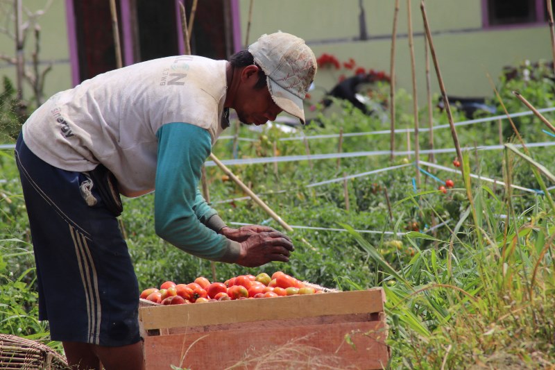 Rejang Lebong, Ekspor Sayuran ke Malaysia