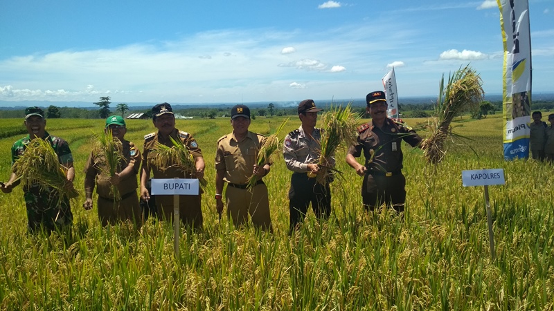 Bupati Bengkulu Utara Panen Raya Bersama Gapoktan