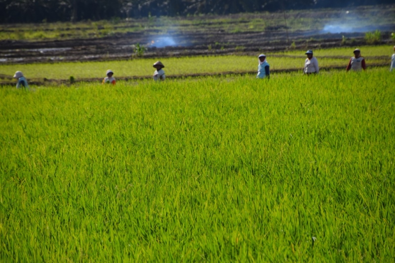 Targetkan Produksi Beras