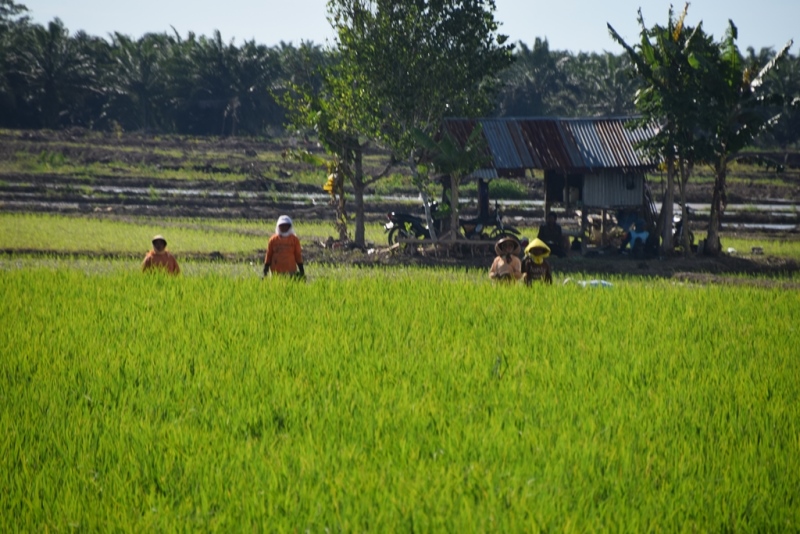 Dispertan Sekolahkan Para Petani