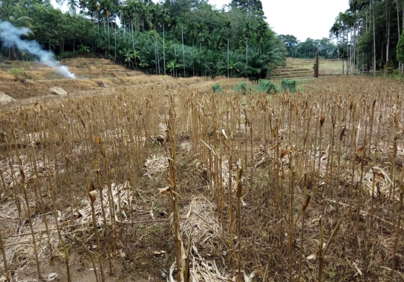 Sawah Beralih Jadi Kebun Jagung