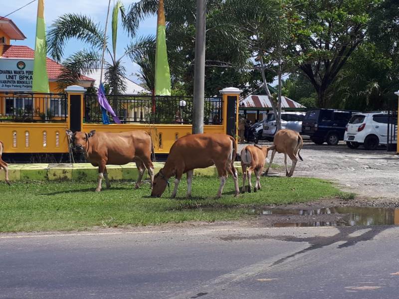 Warga Tantang Plt Bupati Tangkap Ternak