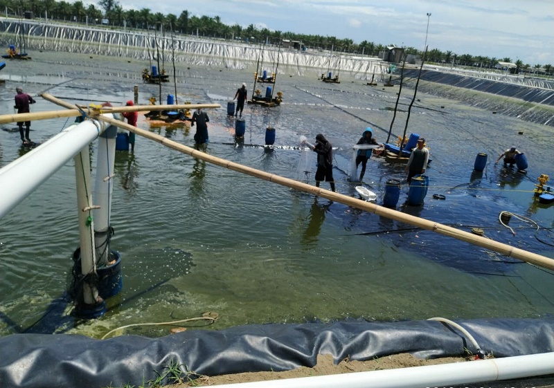 BKSDA Bakal Periksa Lahan Tambak Udang