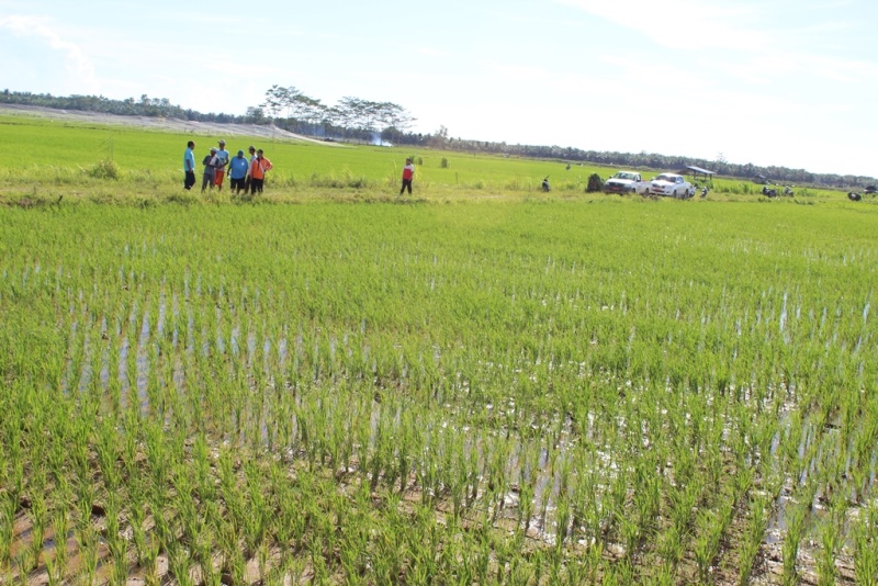 370 Hektar Sawit dan Rawa Jadi Sawah