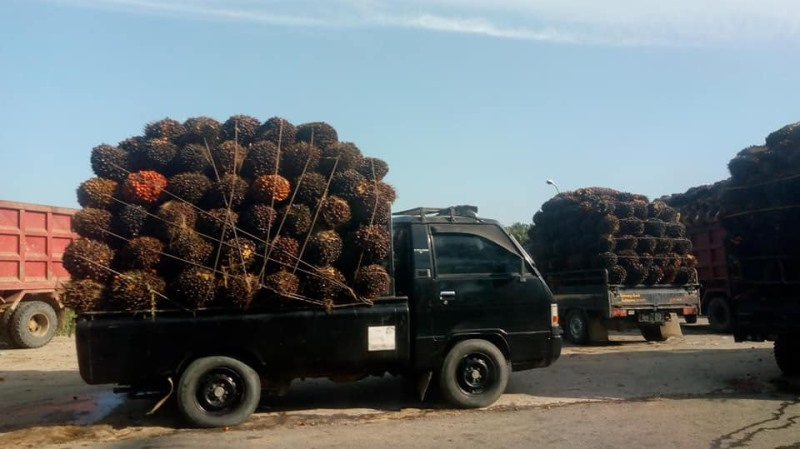 Pabrik Turunkan Harga Beli Sawit