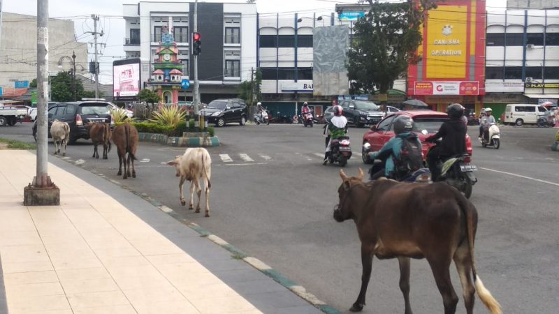 Lima Ekor Sapi Berhamburan Melintasi Jalan Protokol di Bengkulu