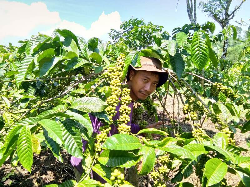 Panen Kopi, Sambung Meningkat