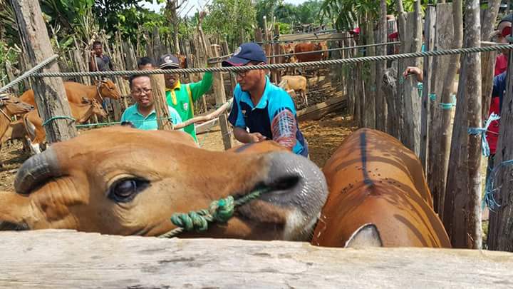 Kawin Suntik Ditargetkan 1500 Sapi