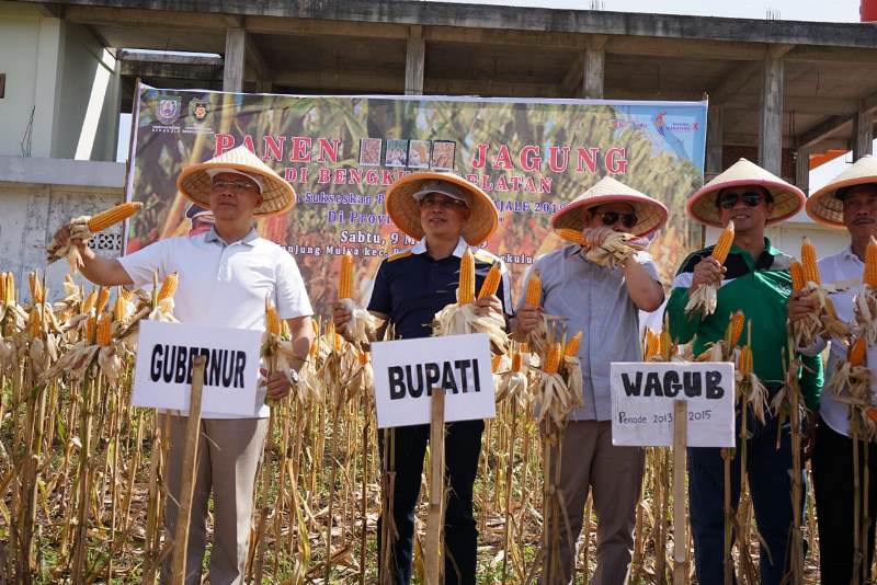 Lahan Jagung Baru 30 Persen