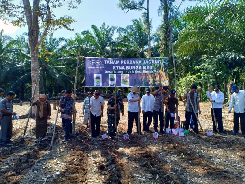 Targetkan, 40 Ribu Ha Lahan Jagung Tercapai