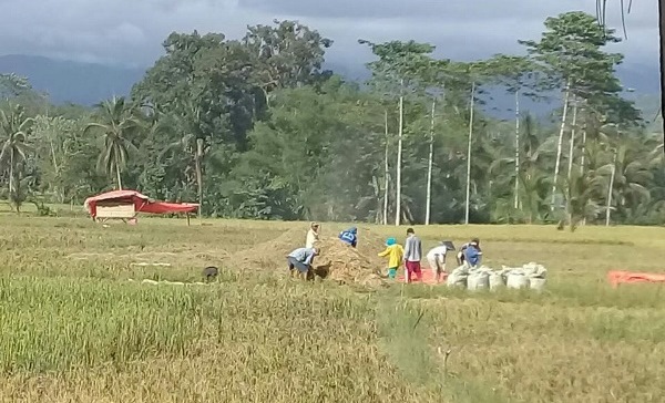 Harapkan Diverfisikasi Usaha Pertanian