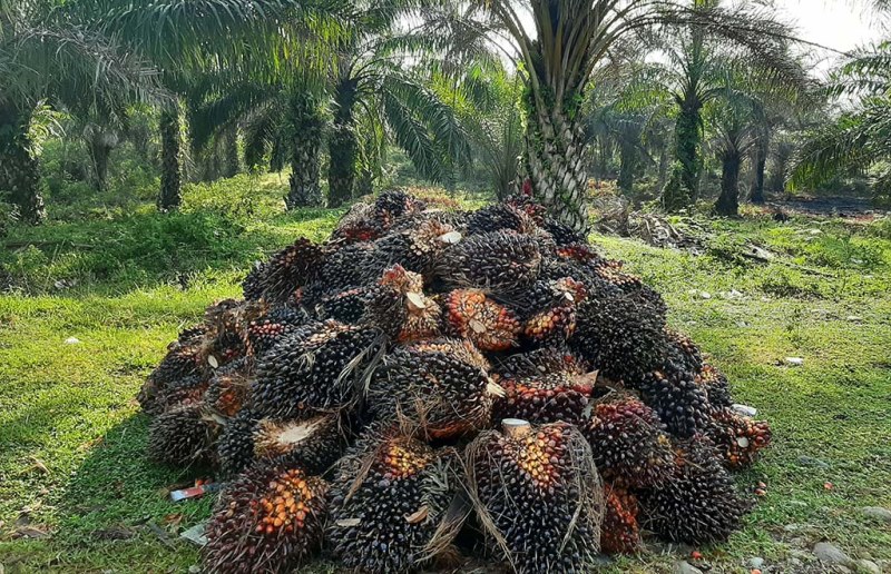 Jelang Lebaran, Harga Tbs Turun