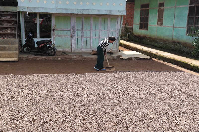 Petani MengeluhkanHarga Kopi Rendah