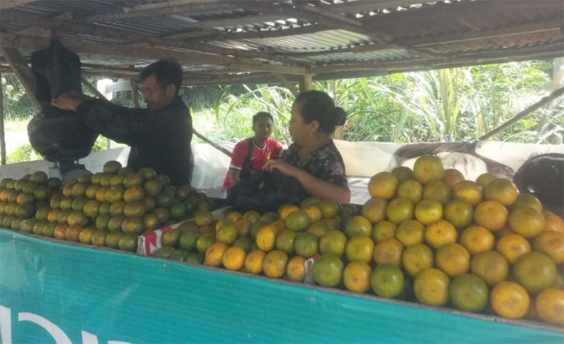 Penjualan Jeruk Gerga Meningkat