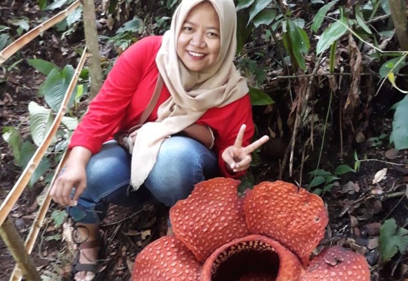 Bunga Rafflesia Kembali Mekar