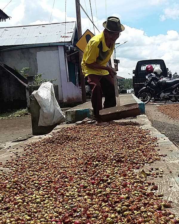 Harga Kopi Masih Rendah