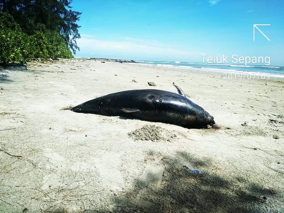 Lumba-Lumba Ditemukan Mati Terdampar di Pantai Teluk Sepang