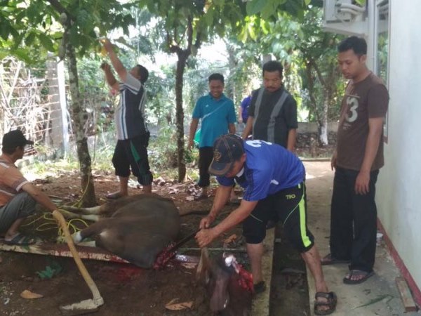 Kemenag Kurban 8 Ekor Sapi