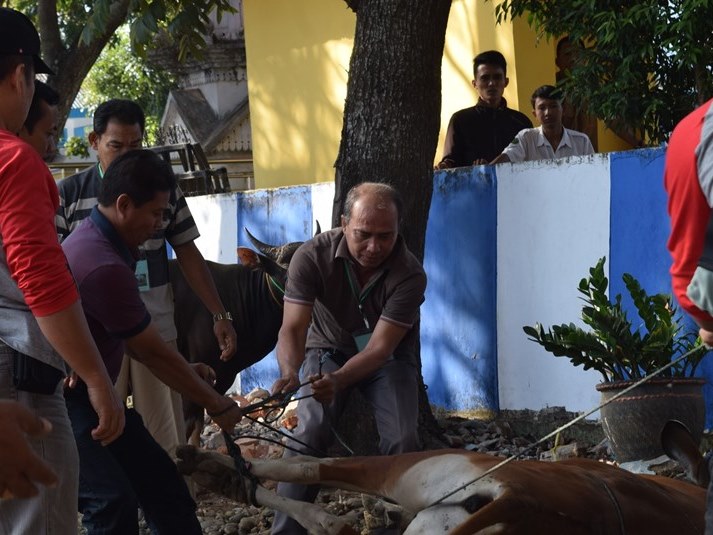 PDAM Kota Bengkulu Potong 30 Ekor Hewan Kurban