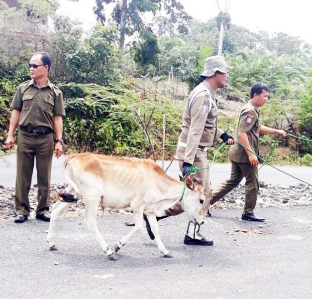 Satpol PP Jaring 18 Ekor Ternak