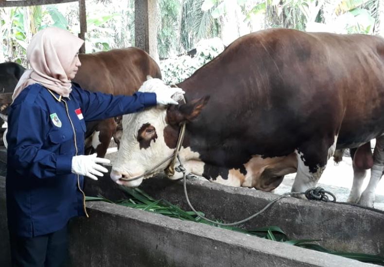 Bengkulu Selatan Dapat Bantuan Sapi Kurban Jokowi