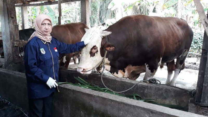 Sapi Kurban dari Presiden 1,57 Ton