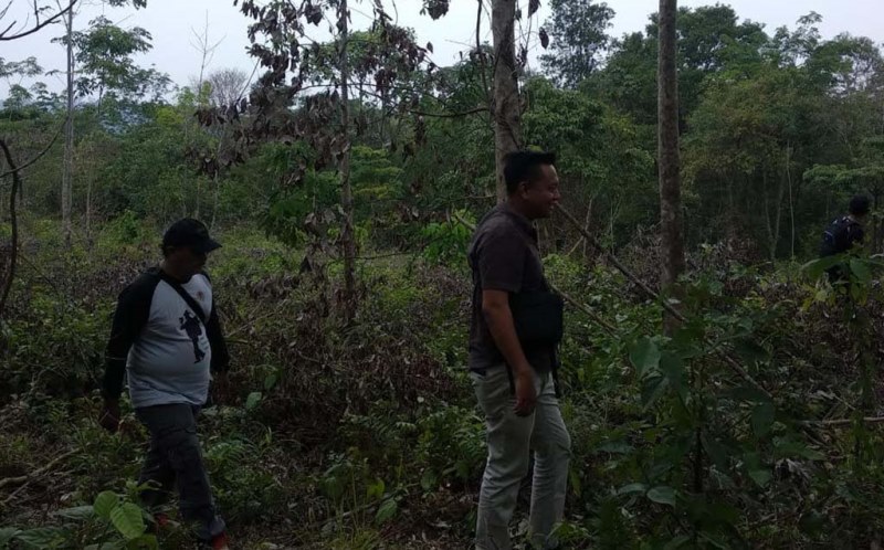 Petani Karet Duel dengan Beruang