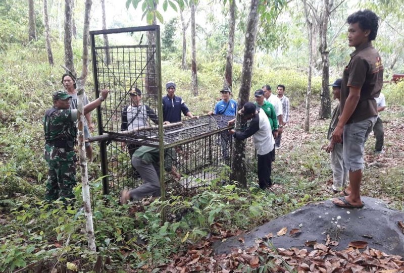 BKSDA Pasang Kerangkeng Beruang